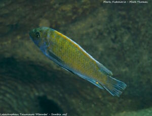 Labeotropheus trewavasae 'Sambia Reef'